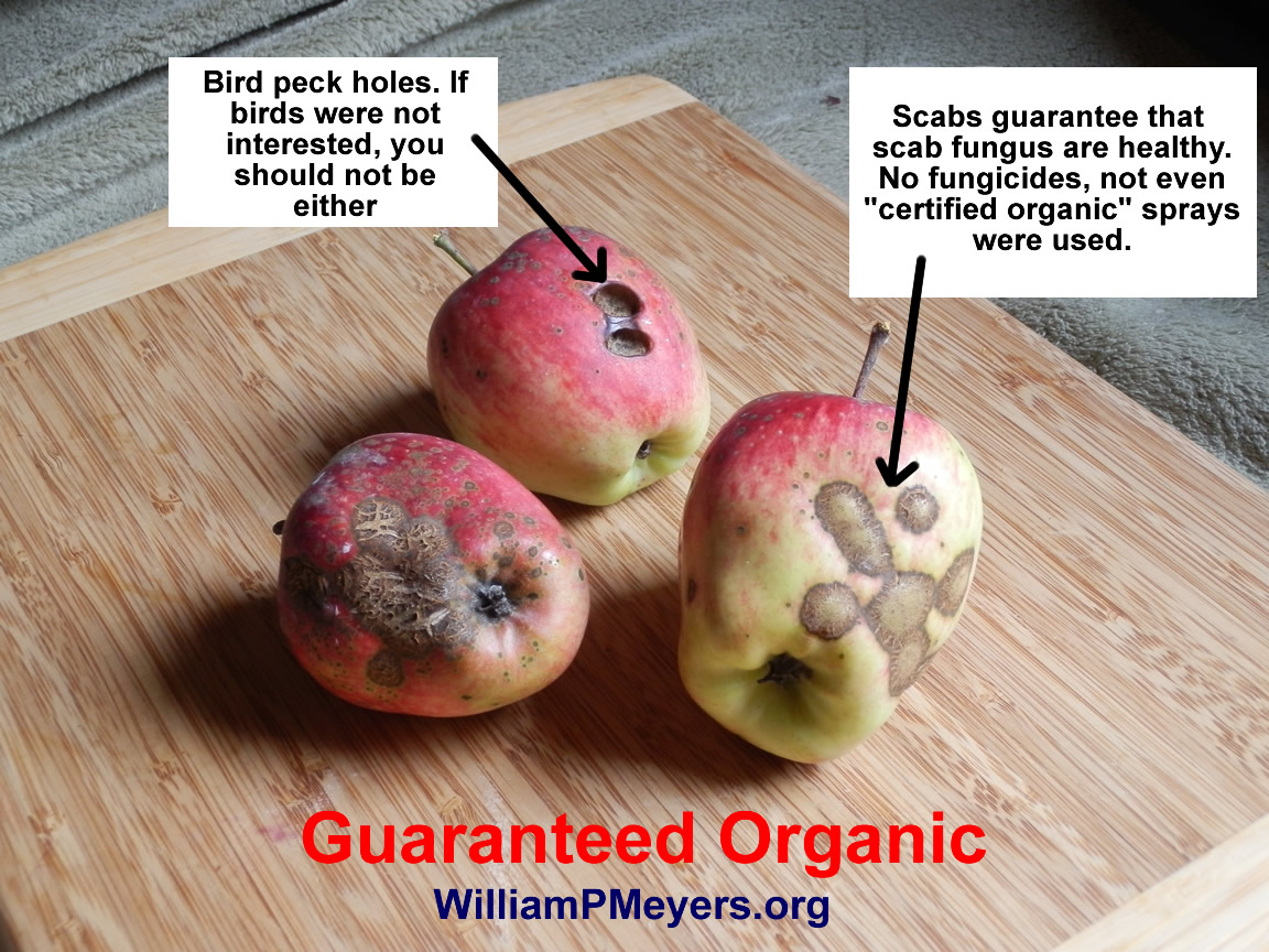 Guaranteed Organic Scabby Apples